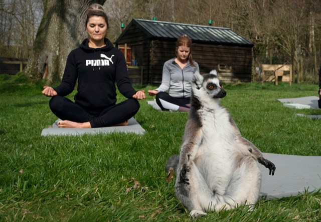 Yoga Bersama Lemur di Armathwaite Hall Hotel and Spa. Foto: Owen Humphreys/Getty Images