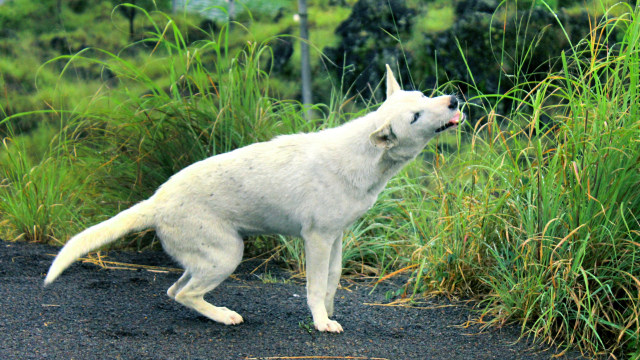 Ilustrasi anjing. Foto: Shutterstock