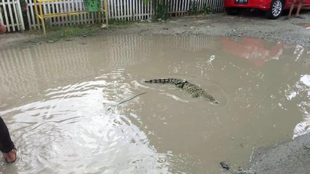 Seekor anak buaya berukuran dua meter di lepas warga di jalanan rusak di kelurahan Dulalowo, Kota Gorontalo. Sabtu, (13/4/. Foto : istimewa)
