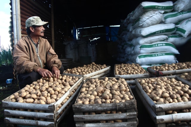 Salah seorang petani di Desa Ngadas, Poncokusumo, Kabupaten Malang sedang menata kentang mereka yang baru selesai dipanen.(foto: Rino Hayyu S/Tugu Malang).