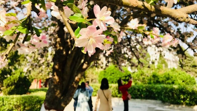 Ying Hua atau Cherry Blossoms di taman kampus Henan University, Kaifeng, China. Foto: Rizki Maulida/acehkini  