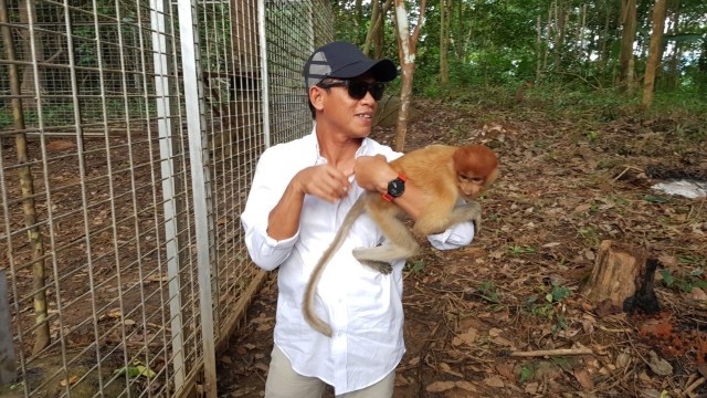 Kepala Dinas Kehutanan Kalsel Hanif Faisol Nurofiq ketika melepasliarkan bekantan di Pulau Bekantan, kawasan Waduk Riam Kanan, Minggu (14/4). Foto: banjarhits.id