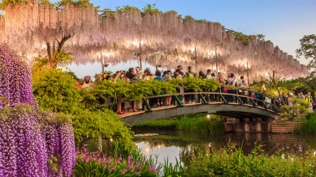 Bunga wisteria di Ashikaga Flower Park Foto: Victor FlowerFly/Shutterstock.com