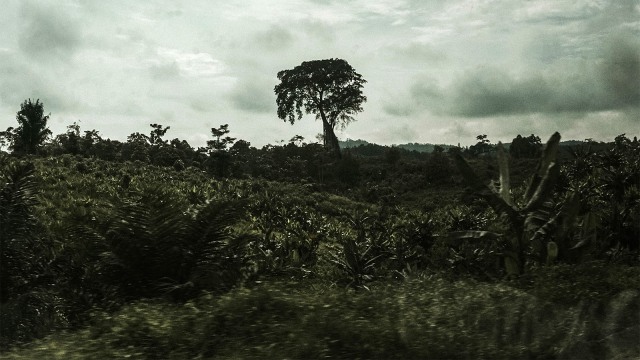 Pohon keramat di antara lahan kebun kelapa sawit. Foto: Jamal Ramadhan/kumparan