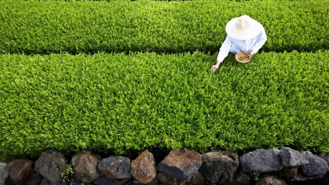 Kebun teh milik Amorepacific di Jeju, Korea Selatan. Foto: Dok. Amorepacific