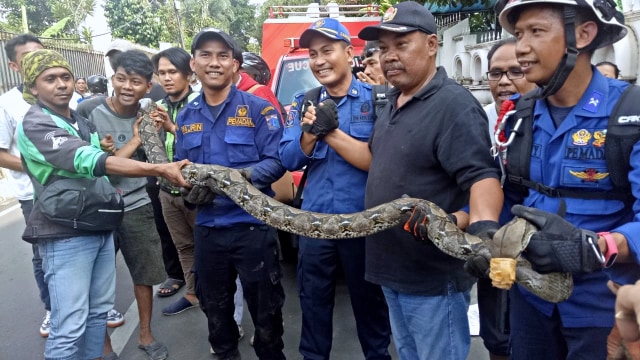 Petugas damkar menunjukkan ular sanca yang berhasil dievakuasi di kawasan Pasar Minggu. Foto: Denny Armandhanu/kumparan