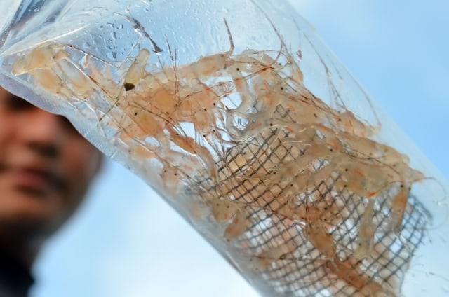 Susi Lepasliarkan Benih Lobster ke Laut Natuna. Foto: dok. KKP