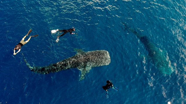Sejumlah wisatawan berenang bersama seekor Hiu Paus di perairan Botubarani, Kabupaten Bone Bolango, Gorontalo, Minggu (21/4). Foto: ANTARA FOTO/Dian Bawenti