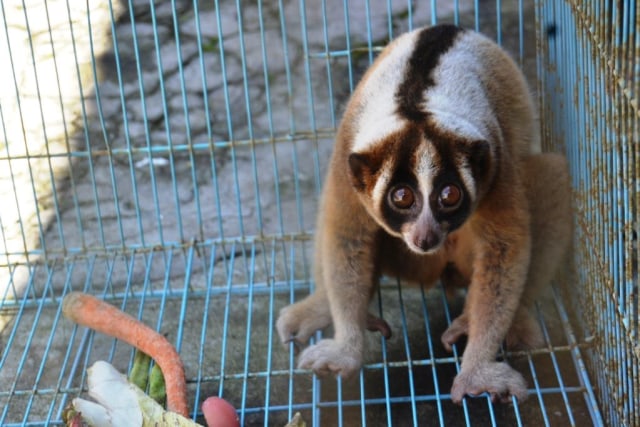 Kukang Jawa ditemukan salah seorang warga Kelurahan Cigugur, Kecamatan Cigugur, Kabupaten Kuningan, Jawa Barat. Hewan liar tersebut  ditemukan di pekarangan rumah warga. (Andry)