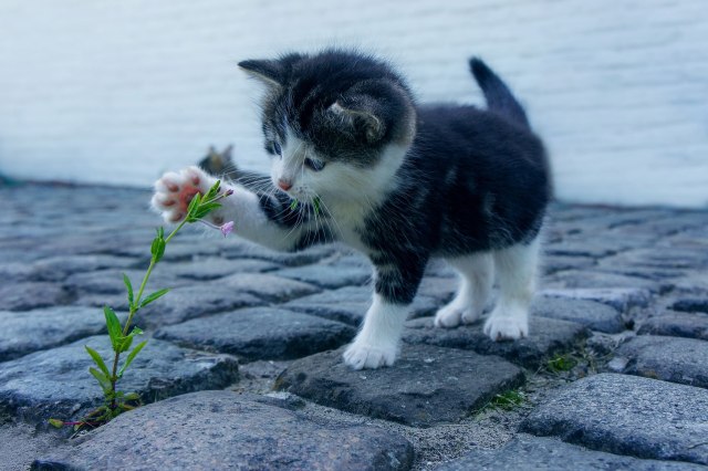 Ilustrasi kucing bermain di luar. (Foto: Pixabay)