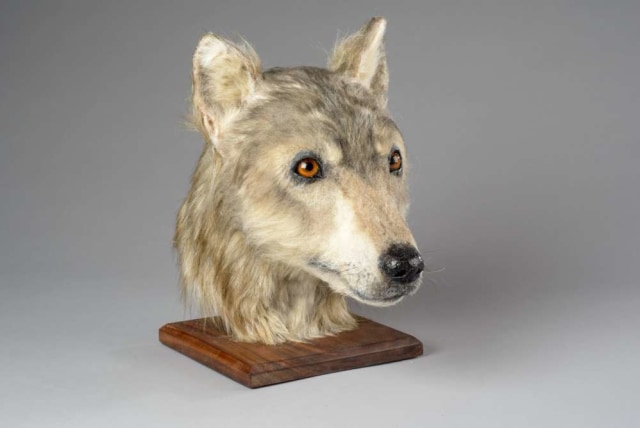 Rekonstruksi kepala anjing yang hidup 4.000 tahun lalu dari tengkorak anjing yang ditemukan di Cuween Hill Chambered Cairn, Orkney. Foto: Historic Environment Scotland