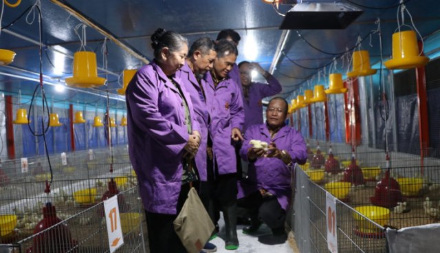 Research Farm di Fakultas Peternakan UGM. Foto: Dok. UGM