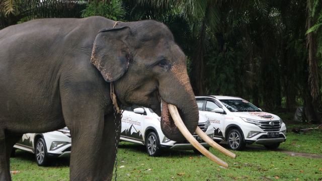 Penjelajahan Terios 7 Wonders di tanah Bengkulu. Foto: Ghulam Muhammad Nayazri / kumparanOTO