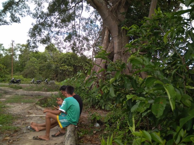 Pokok kayu ara, pohon penghantar sinyal. Foto Kepripedia