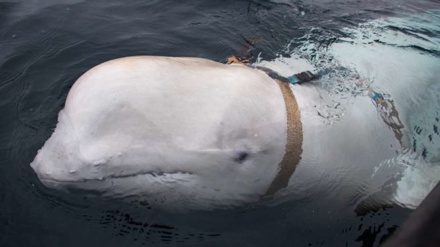 Paus yang diduga mata-mata Rusia. Foto: Jorgen Ree Wing/Norwegian Directorate of Fisheries