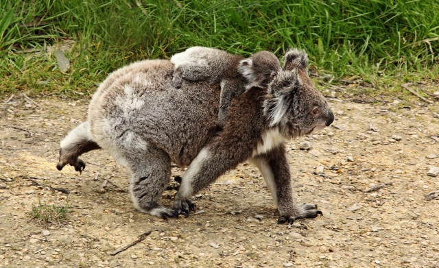 Koala and Joey walking | wikimedia.org