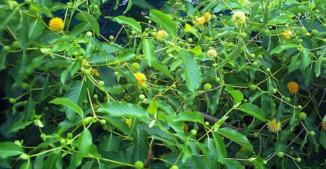 Daun kratom. Foto: Dok Hi!Pontianak