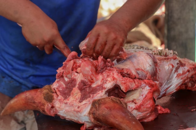 Penjual di Pasar Peunayong, Banda Aceh, mengupas daging di kepala sapi. Foto: Suparta/acehkini 