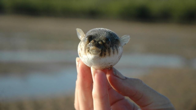 Ilustrasi ikan buntal. Foto: MisfitBranding/Pixabay