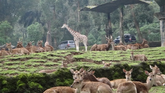 Taman Safari Indonesia, Cisarua, Bogor. Foto: Flickr/Sofyan Hardianto