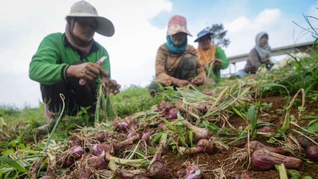 Petani memanen bawang merah. Foto: ANTARA FOTO/Raisan Al Farisi
