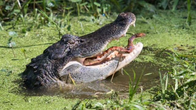 Seekor ular berjuang keluar dari rahang buaya di Florida, AS. Foto: BirdWalk Photography via Facebook.