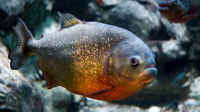 Ilustrasi ikan piranha. Foto: wikimedia.commons