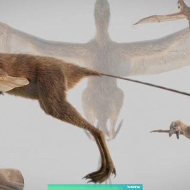 Ambopteryx longibrachium, dinosaurus bersayap mirip kelelawar. Foto: Chung-Tat Cheung, Min Wang