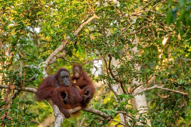 Induk Orangutan dan anaknya. Sumber: Pixabay