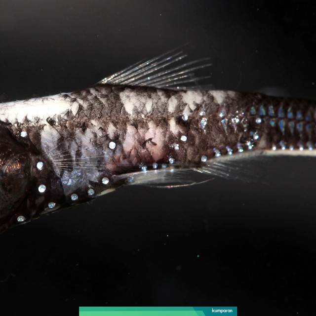 Ikan laut dalam. Foto: Zuzana Musilova/Charles University/Handout via REUTERS