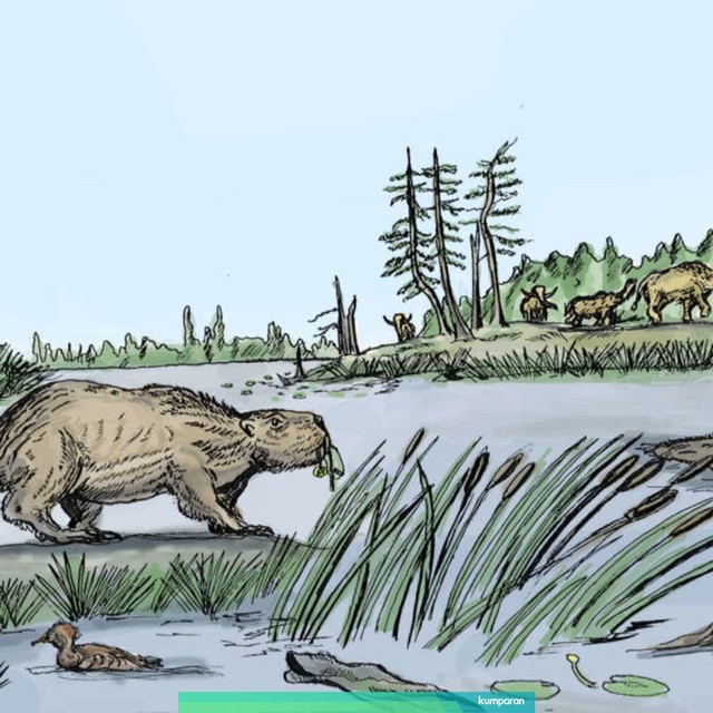 Ilustrasi berang-berang raksasa di Zaman Es. Foto: Western University