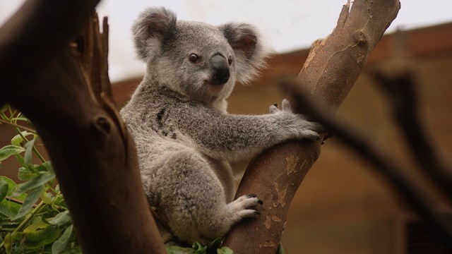 Koala terancam punah. Foto: SchoonIngekaderd/Pixabay
