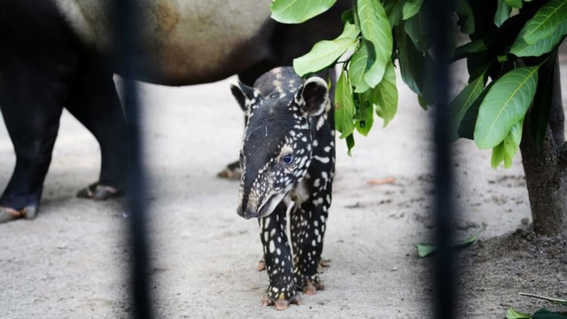 Bona, bayi tapir yang lahir pada 28 April 2019, pukul 23.00 WIB di Bandung Zoo. Dok: Istimewa.