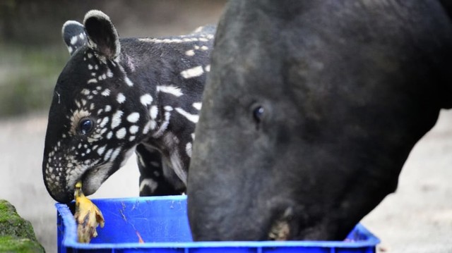 Tapir merupakan hewan endemik Indonesia yang terancam punah. Dok: Istimewa.