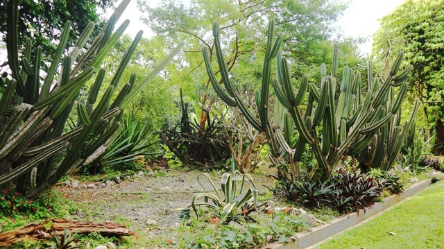 Panduan 7 spot foto Instagramable di Kebun Raya Bogor. Dari Latar Istana, Taman Mexico, Jembatan Gantung Merah, hingga Danau Gunting.