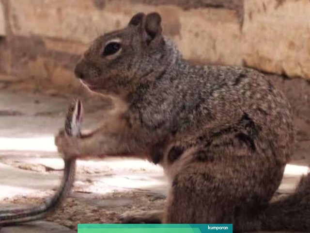 Tupai batu sedang mencekik leher ular memakai kedua kakinya. Foto: Guadalupe Mountains National Park/William Leggett