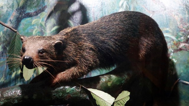 Luwak, salah satu koleksi binatang di Museum Zoologi Foto: Helinsa Rasputri/kumparan
