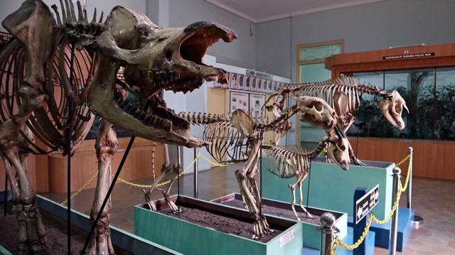 Kerangka hewan menyambut kehadiran pengunjung di Museum Zoologi Foto: Helinsa Rasputri/kumparan