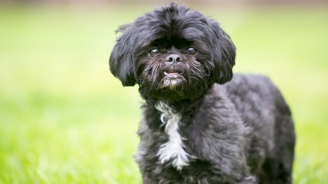 Ilustrasi Anjing. Foto: Shutter Stock