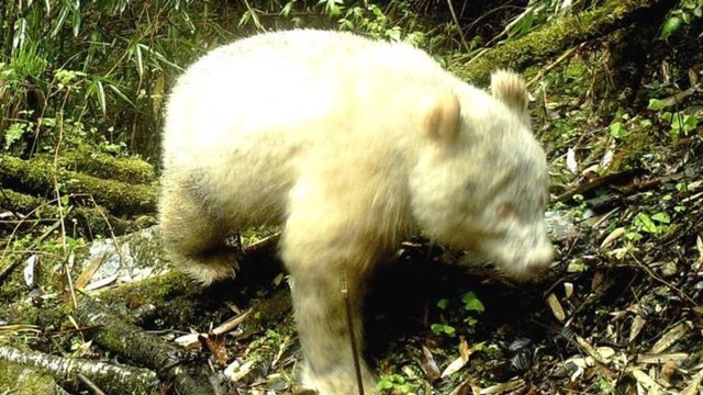 Panda raksasa albino di China. Foto: Wolong National Nature Reserve