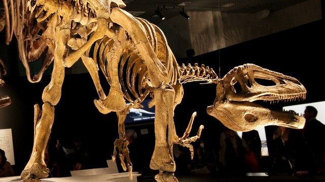 Ilustrasi fosil dinosaurus. Foto: Kabacchi via flickr (CC BY 2.0)