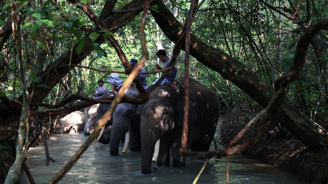 Gajah-gajah dan pawang mereka yang menjadi bagian dari Elephant Response Units di Lampung. Foto: Aditia Noviansyah/kumparan