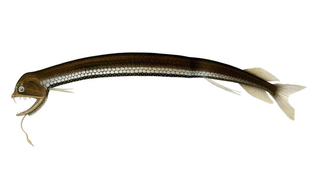 Ikan naga atau aristostomias scintillans. Foto: wikimedia.commons