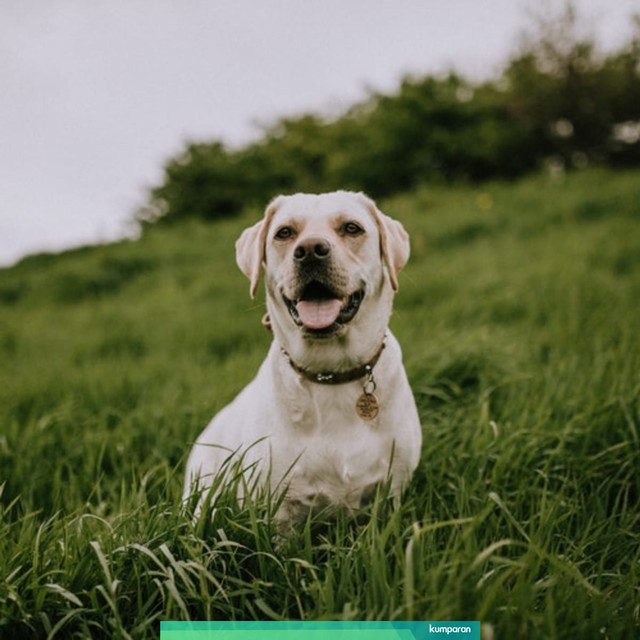 Ilustrasi Anjing Rabies Foto: Mitchell Orr/Unsplash