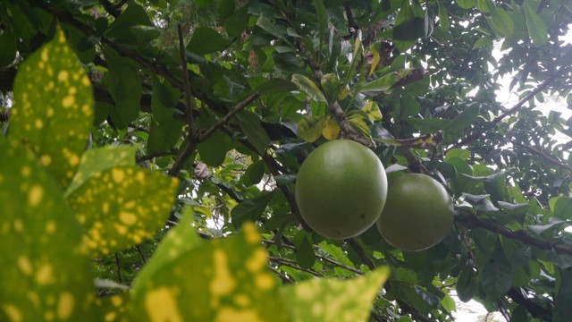 Buah maja yang menggantung di pohon. Foto: adn.