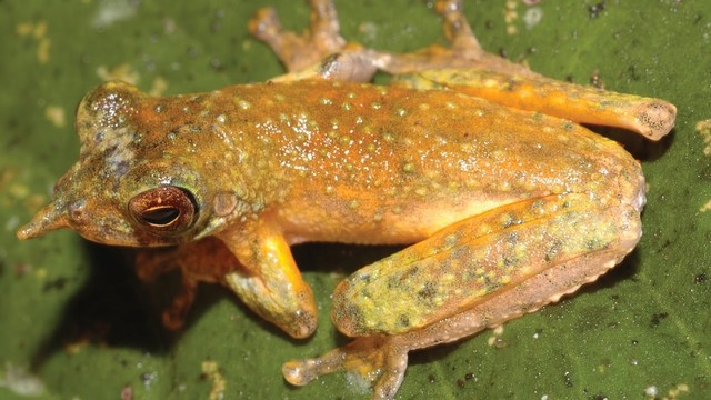 Katak Litoria pinocchio. Foto: Oliver, Richards & Donnellan, 2019