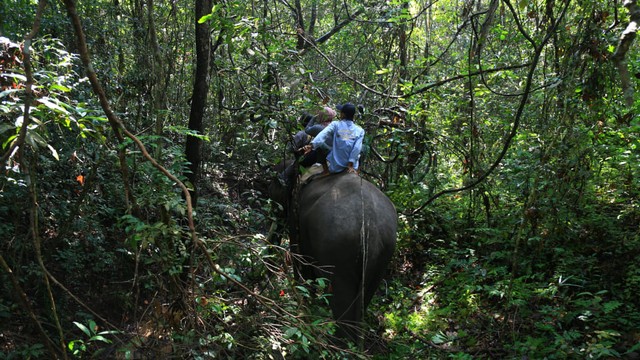 Hutan kawasan Taman Nasional Way Kambas. Foto: Aditya Noviansyah/kumparan