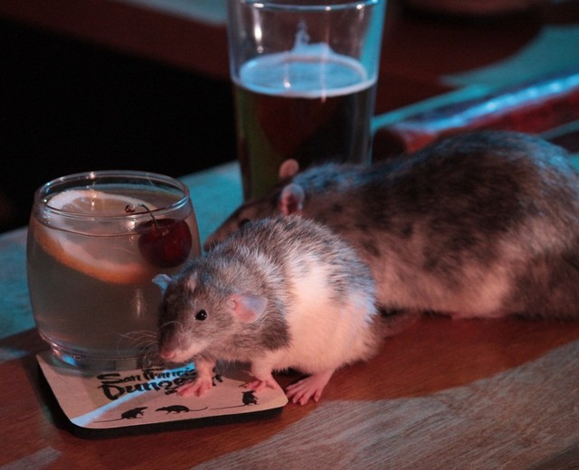 Tikus Foto: Dok.Flickr/San Fransisco Dungeon