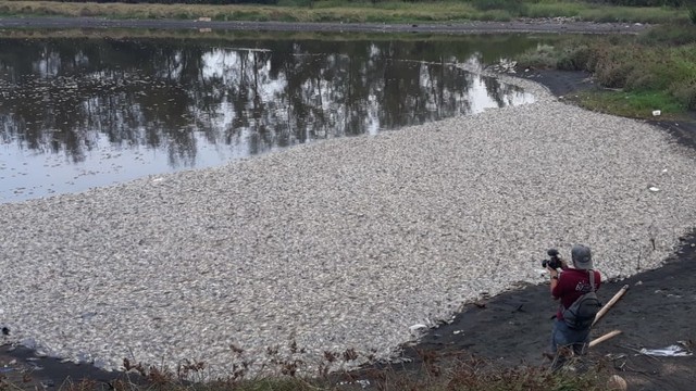 Ratusan ribu ikan mati di Laguna Pantai Trisik, Kulon Progo, Senin (10/6/2019). Foto: erl.