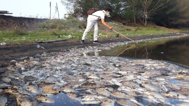 Seorang pria sedang menepikan ikan yang mati di Laguna Pantai Tritis Kulon Progo, Senin (10/9/2019). Foto: erl.